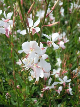 Picture of Gaura - Lindheimeri The Bride